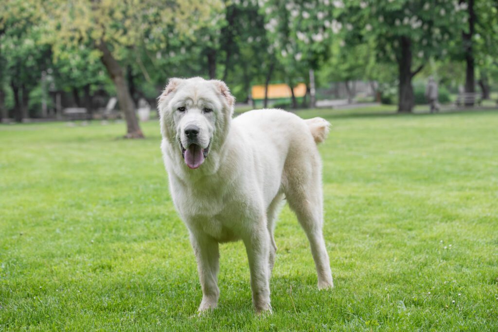 How To Adopt a Central Asian Shepherd in California