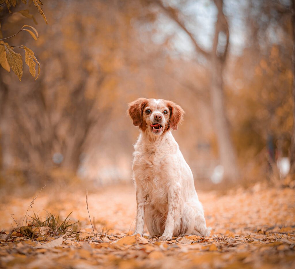 How to Adopt a Brittany Dog