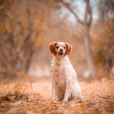 Brittany Dog