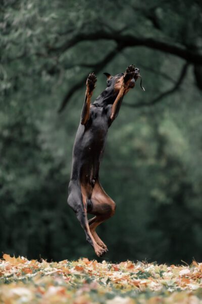 Doberman jumping on the background of green forest