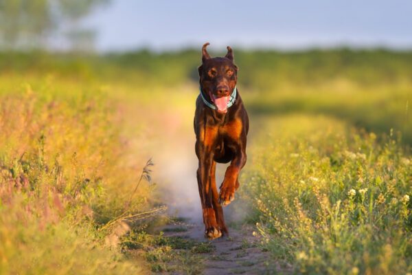 Brown doberman run fast on meadow