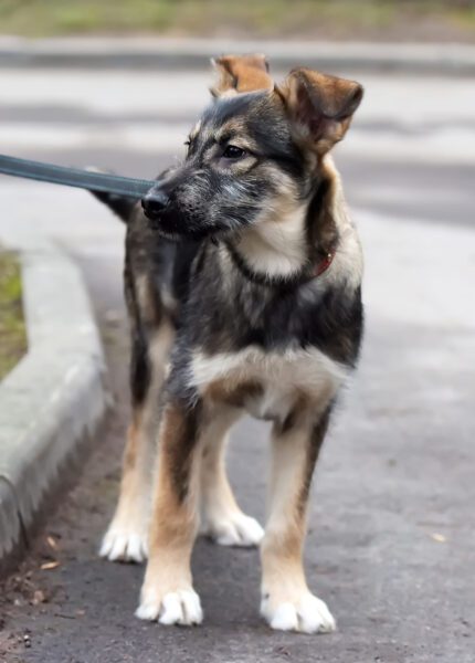 cute german sherpherd husky mix puppy on a leash for a walk on the street