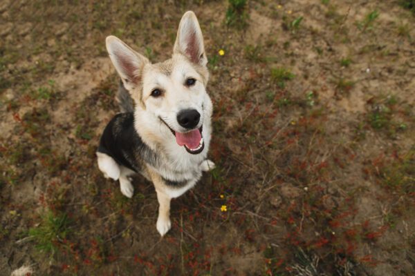 german shepherd husky mix sitting with tongue out, looking at camera a green grass background