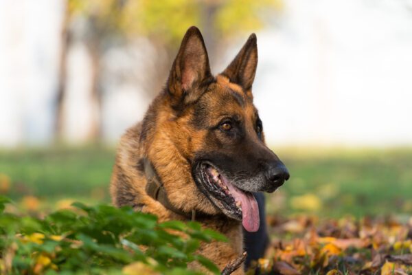 Portrait Of German Shepherd