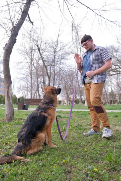 training a german shepherd
