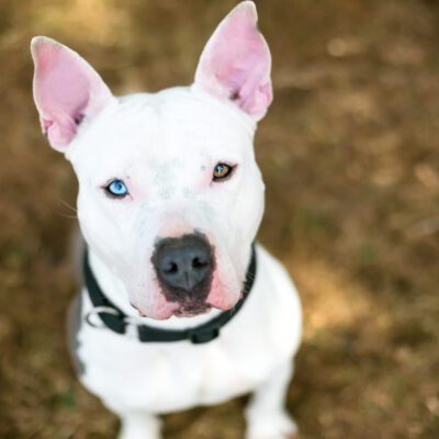 Husky Pitbull Mix
