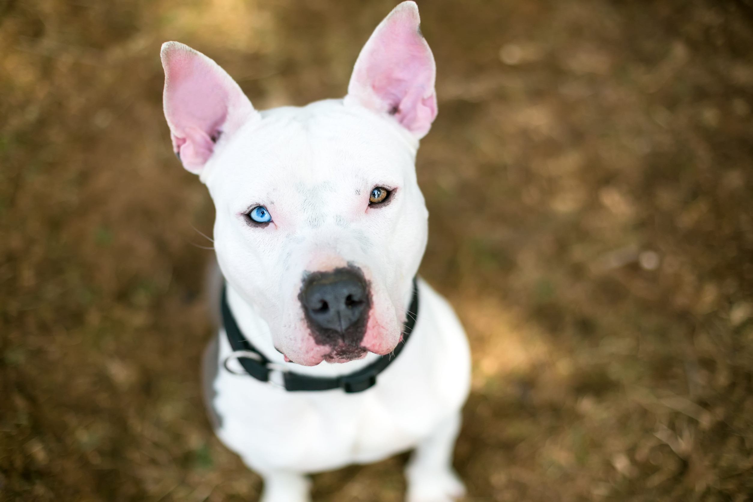 Husky Pitbull Mix Adoption Guide