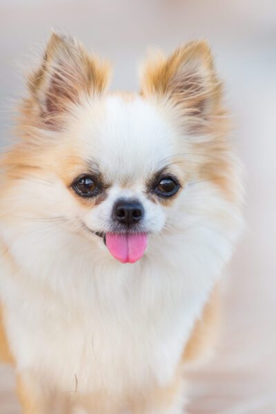 Cute long haired chihuahua at home