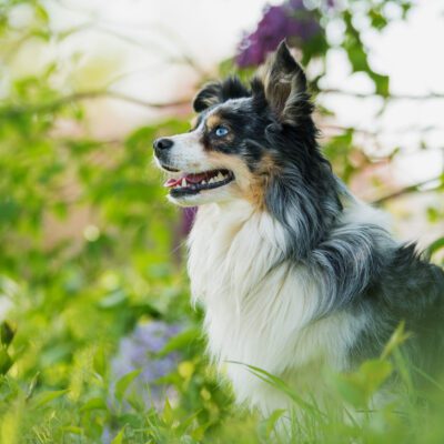 Mini Australian Shepherd