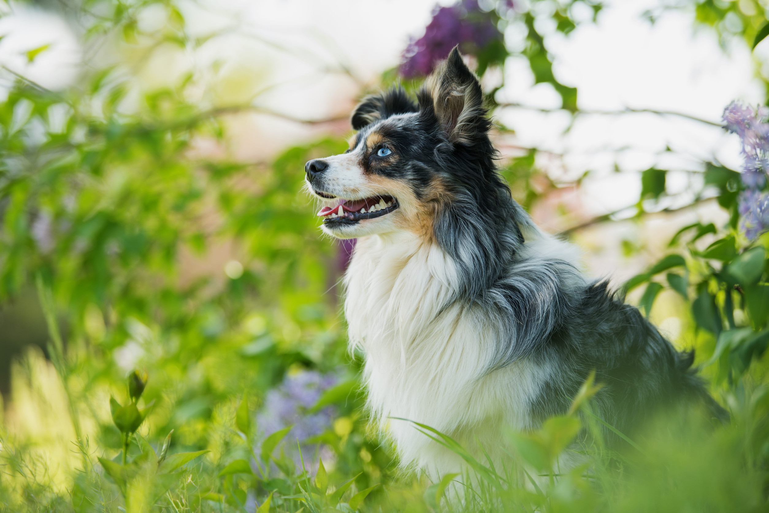 Mini Australian Shepherd Adoption Guide