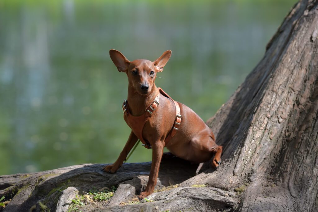 How to Adopt a Miniature Pinscher in Ohio