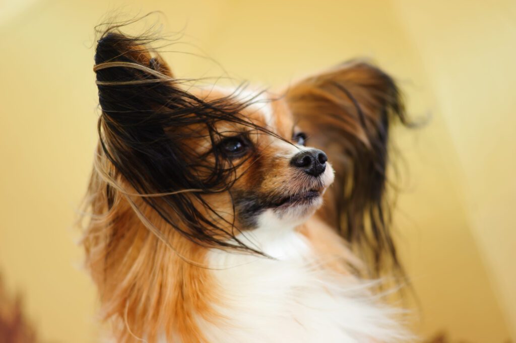 How to Adopt a Papillon Dog