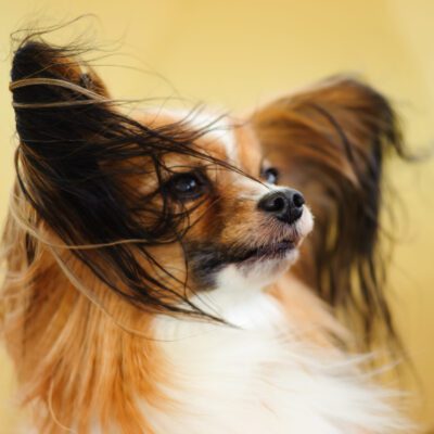 Papillon Dog