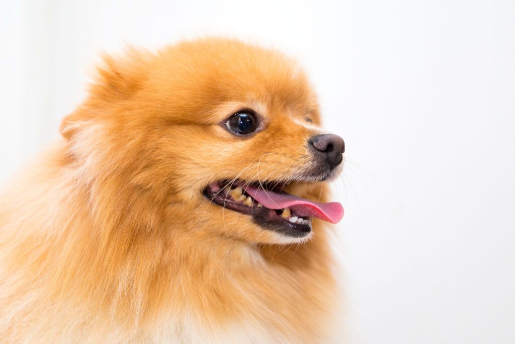 How to Adopt a Pomeranian in North Carolina
