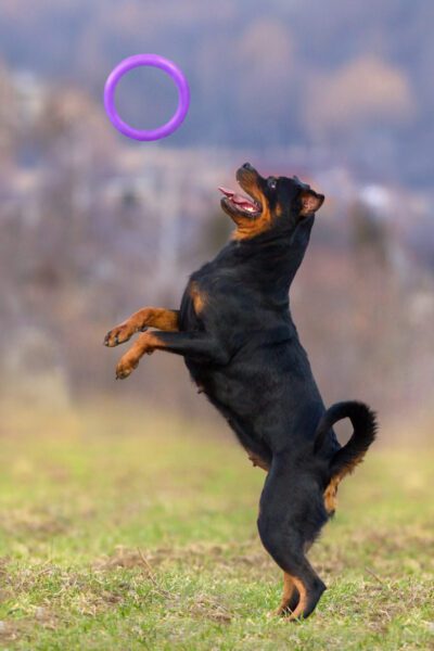 Rottweiler play in autumn park
