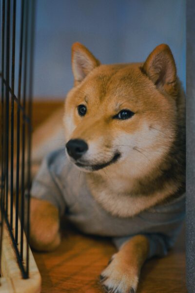 A Shiba Inu leans outside the cage