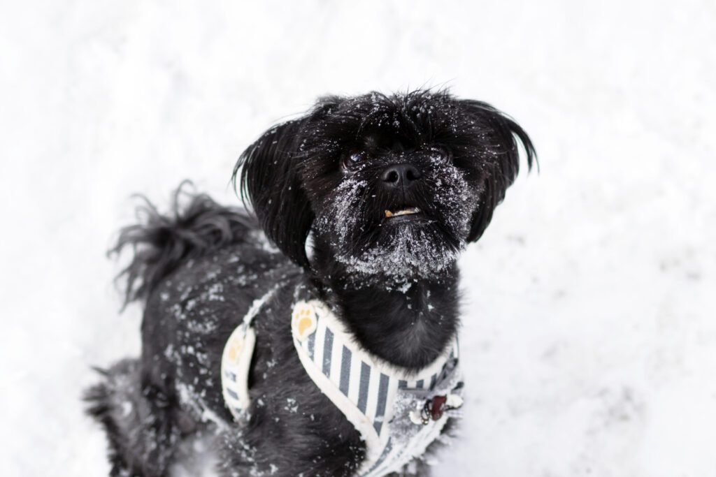 How to Adopt a Shihpoo