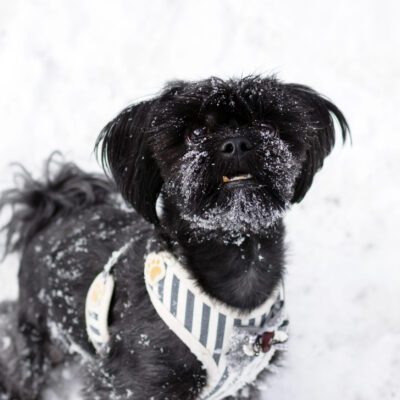 Shihpoo