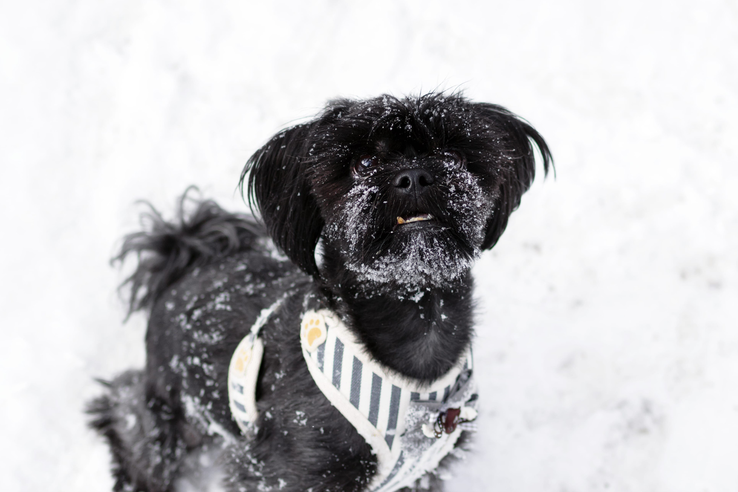 Shihpoo Adoption Guide