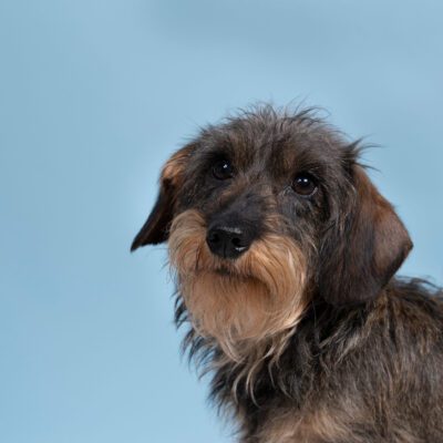 Wire Haired Dachshund