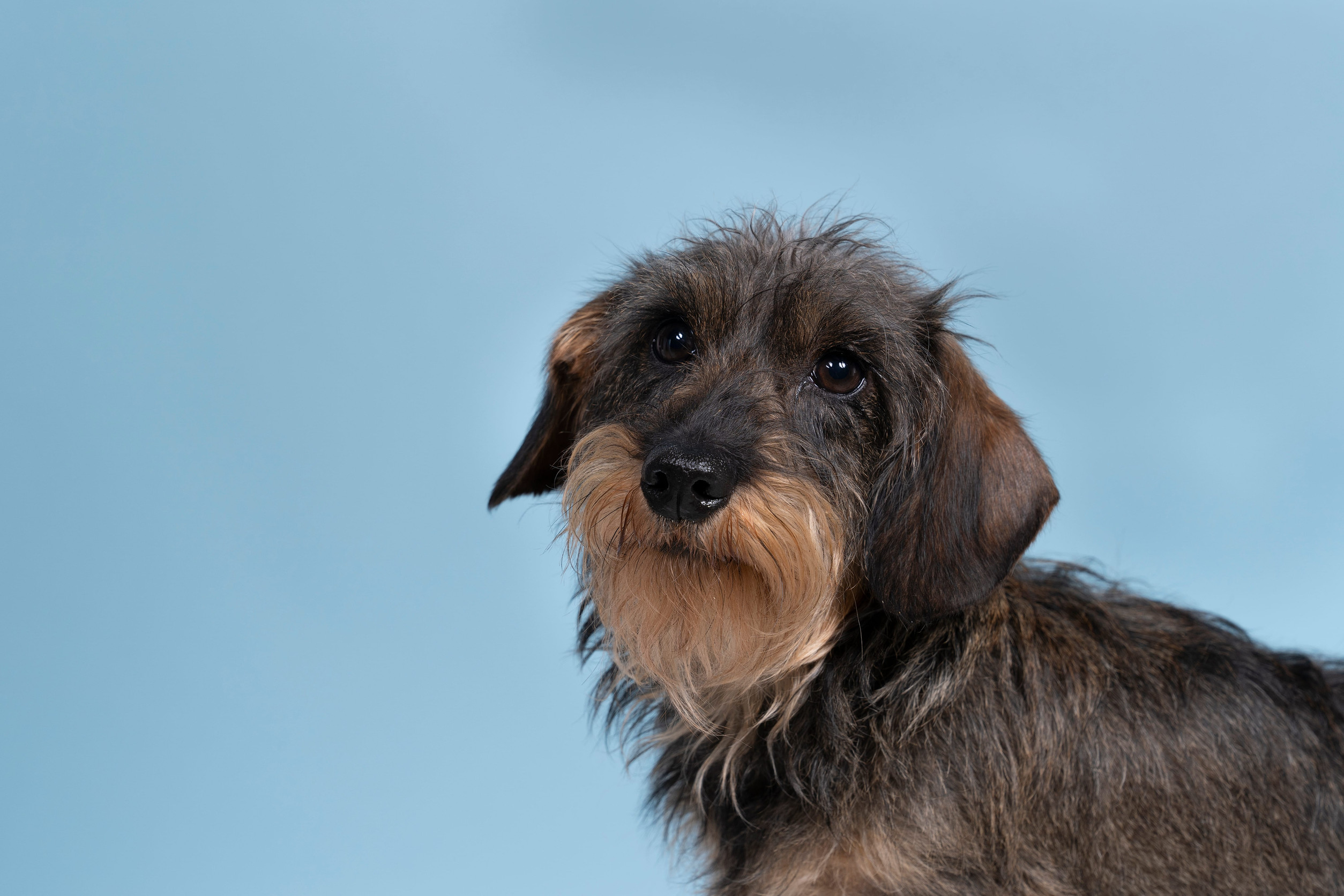 Wire Haired Dachshund Adoption Guide