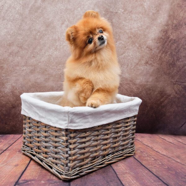 A Pomeranian is sitting in a rattan basket.