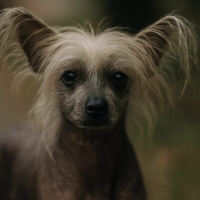 Chinese Crested Dog