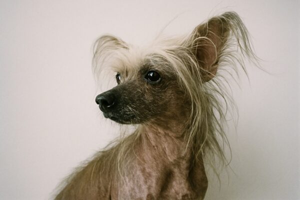 Chinese Crested Dog In Front Of White Background