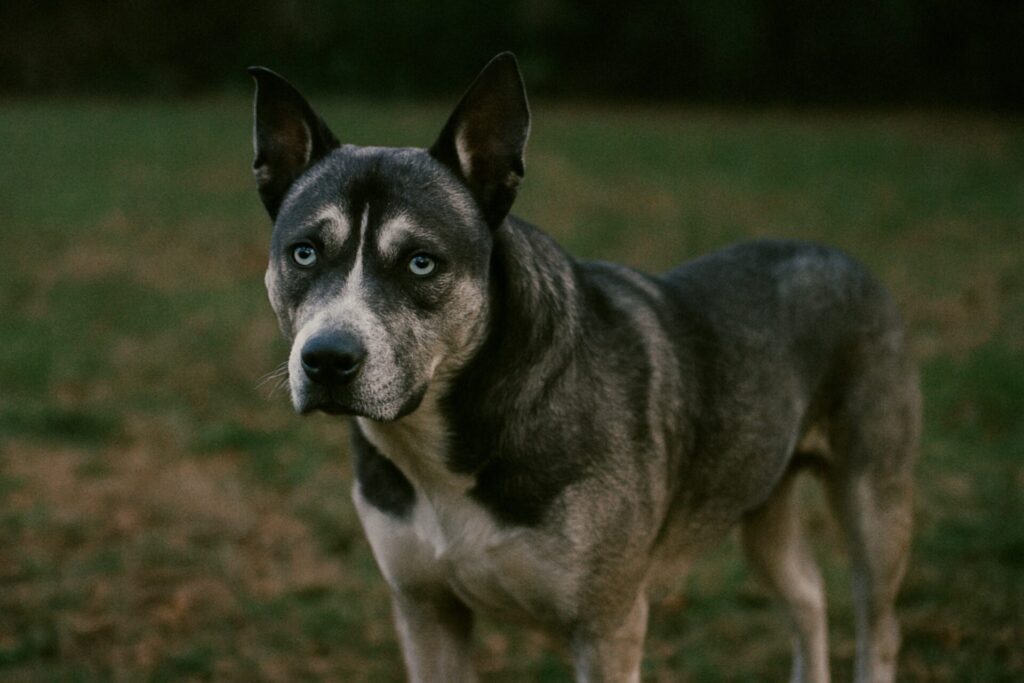 How To Adopt a Husky Pitbull Mix in District Of Columbia