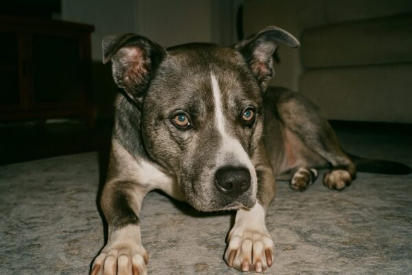 Husky Pitbull Mix In The Living Room