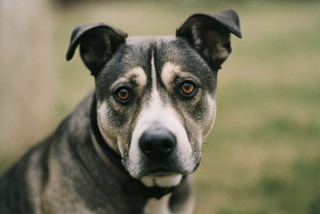 How To Adopt a Husky Pitbull Mix in El Paso