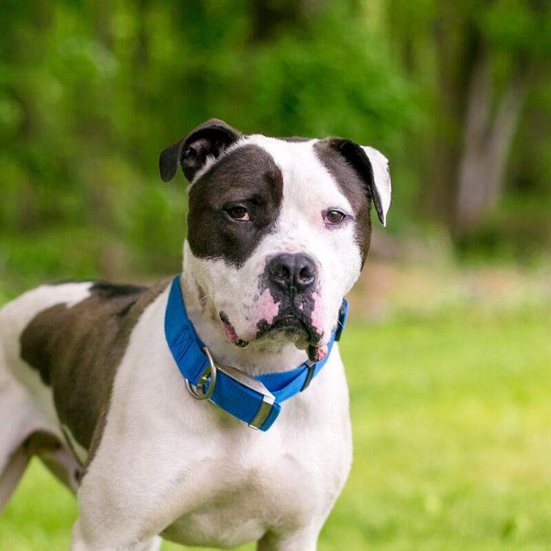 American Bulldog Florida 1 American Bulldog Florida 1