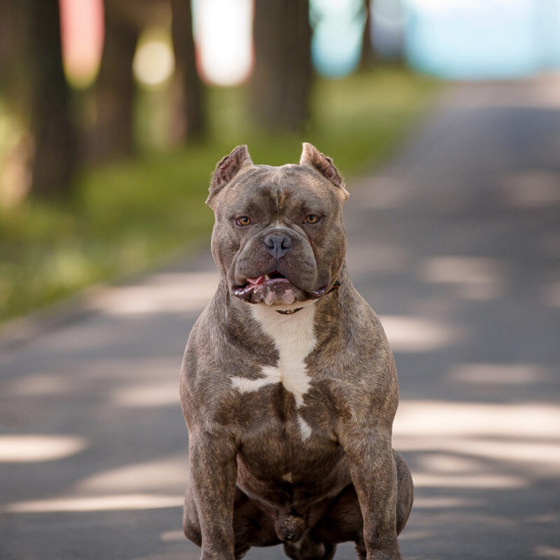 American Bulldog Florida 2 American Bulldog Florida 2