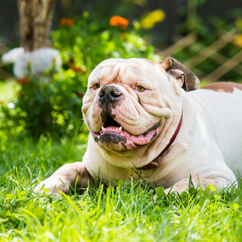 American Bulldog Florida 3 American Bulldog Florida 3