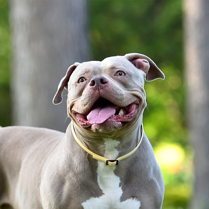 A strong american bully dog on the park