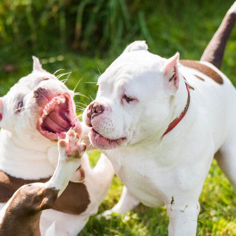 Two White American Bully puppies dogs are playing in move on nature on green grass. Medium sized dog with a compact bulky muscular body, blocky head and heavy bone structure.