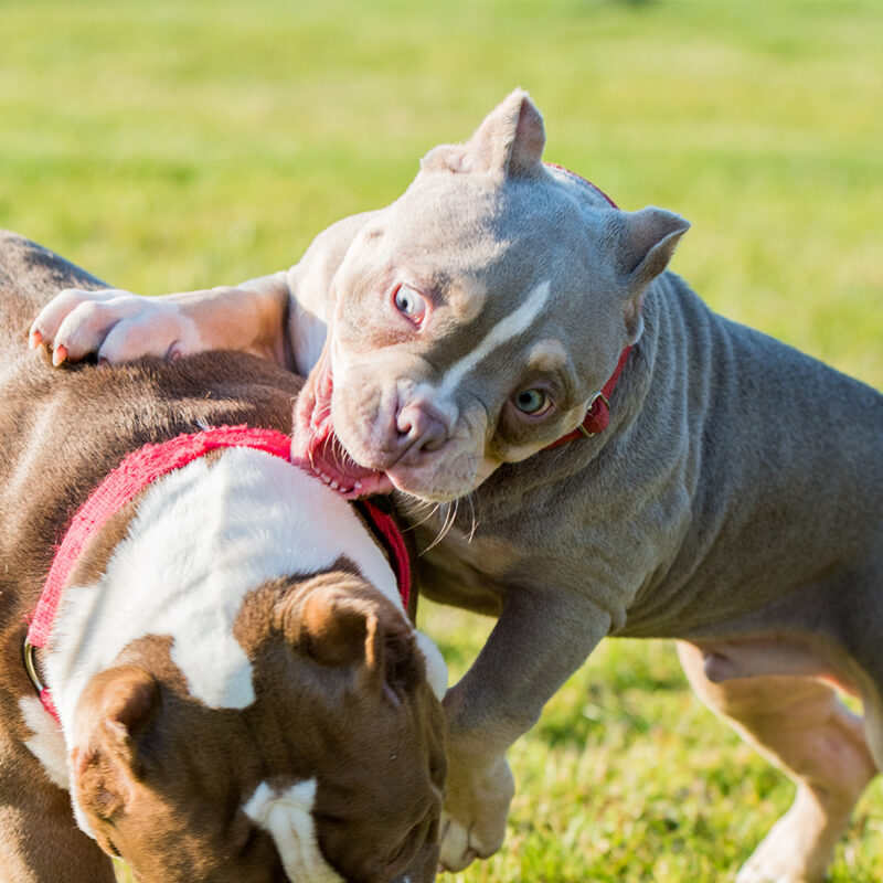 American Bully puppies dogs are playing in move outside. Medium sized dog with muscular body
