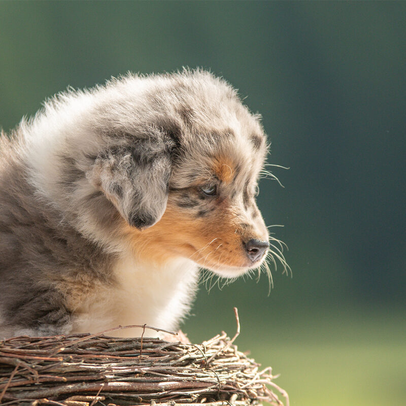 Small,Australian,Shepherd,Puppy,In,Nature Small australian shepherd puppy in nature