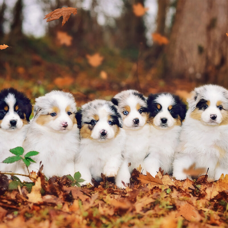 Australian,Shepherd,Puppies,Outside Australian shepherd puppies outside