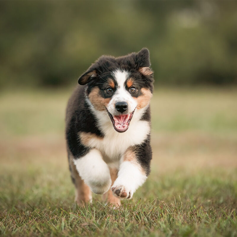An,Australian,Shepherd,Puppy,Running,In,A,Meadow An Australian Shepherd puppy running in a meadow