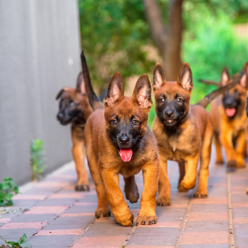 Belgian Malinois Florida 1