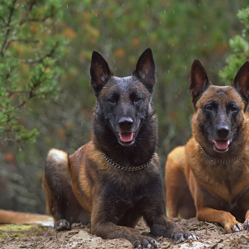 Belgian Malinois Florida 2