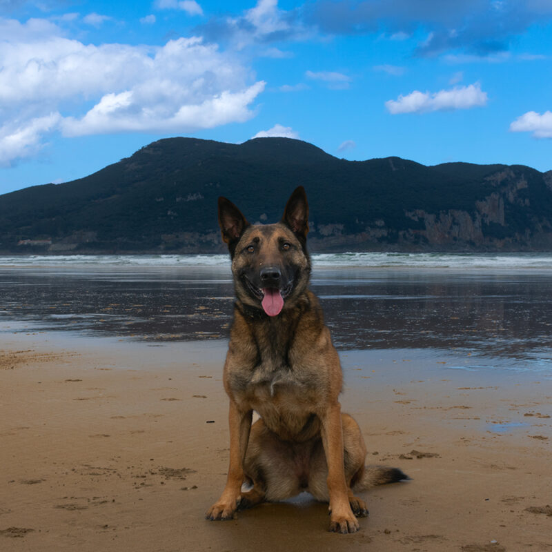 Belgian Malinois Florida 3