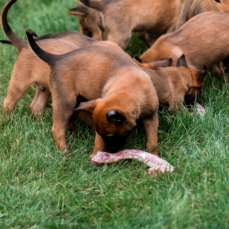 Belgian,Shepherd,Malinois,Puppies.,Dog,Litter.,Working,Dog,Kennel.,Cute Belgian Shepherd Malinois puppies. Dog litter. Working dog kennel. Cute little puppies playing outdoor