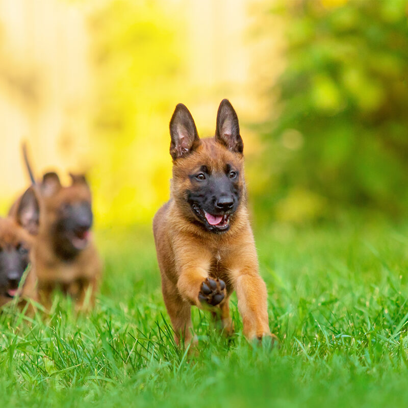Playful,Belgian,Malinois,Puppies,In,Garden Playful Belgian Malinois Puppies in Garden