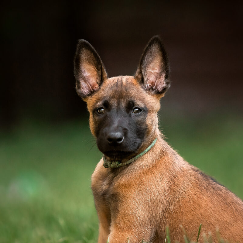 Belgian,Shepherd,Malinois,Puppy.,Dog,Litter.,Working,Dog,Kennel.,Cute Belgian Shepherd Malinois puppy. Dog litter. Working dog kennel. Cute little puppies playing outdoor
