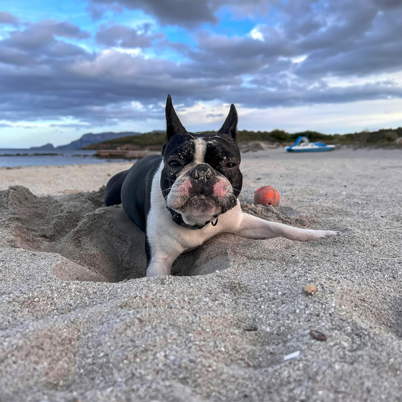 Boston Terrier portrait at the seaside at the beach