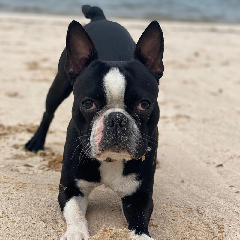 Boston Terrier dog on the beach