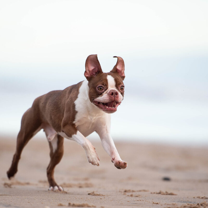 Boston Terrier Dog at the beach