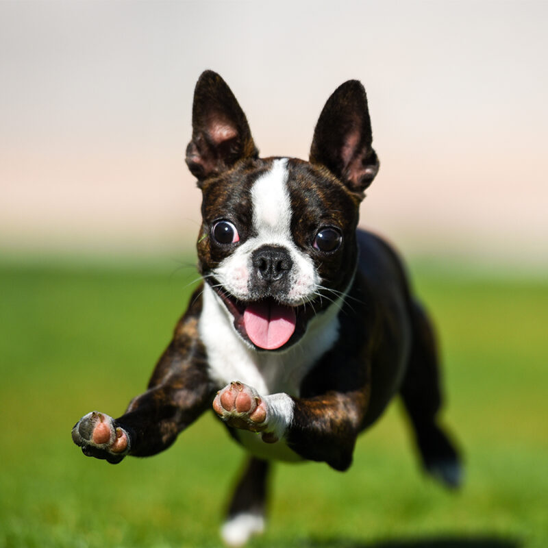 Boston terrier puppy running through the yard.